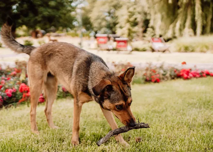 Palac Pod Bocianim Gniazdem Runowo (Pomerania)